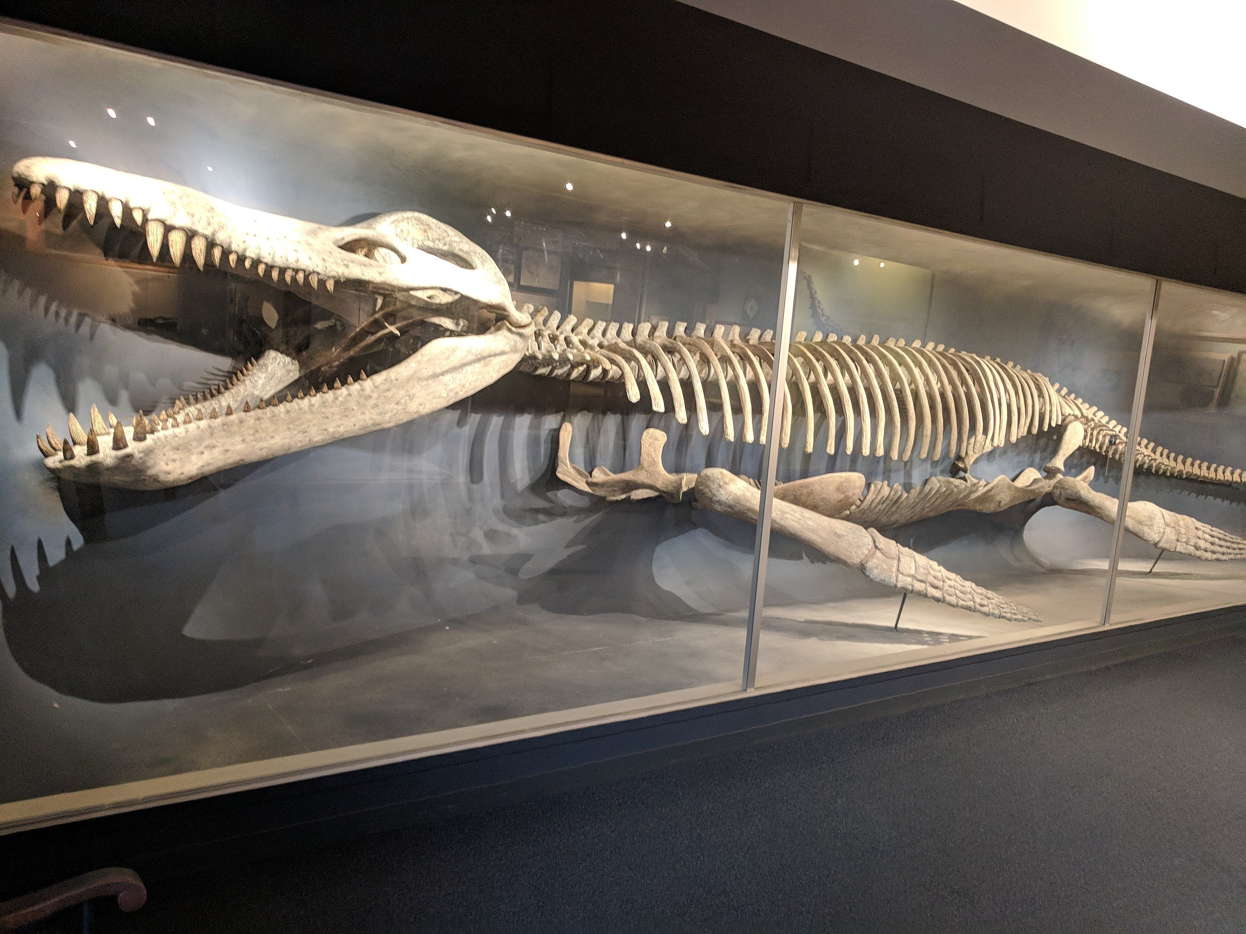 🏛️ 쇼바라 시립 히와 자연과학박물관(쇼바라시리츠 히와시젠카가쿠하쿠부츠칸) 이미지 5